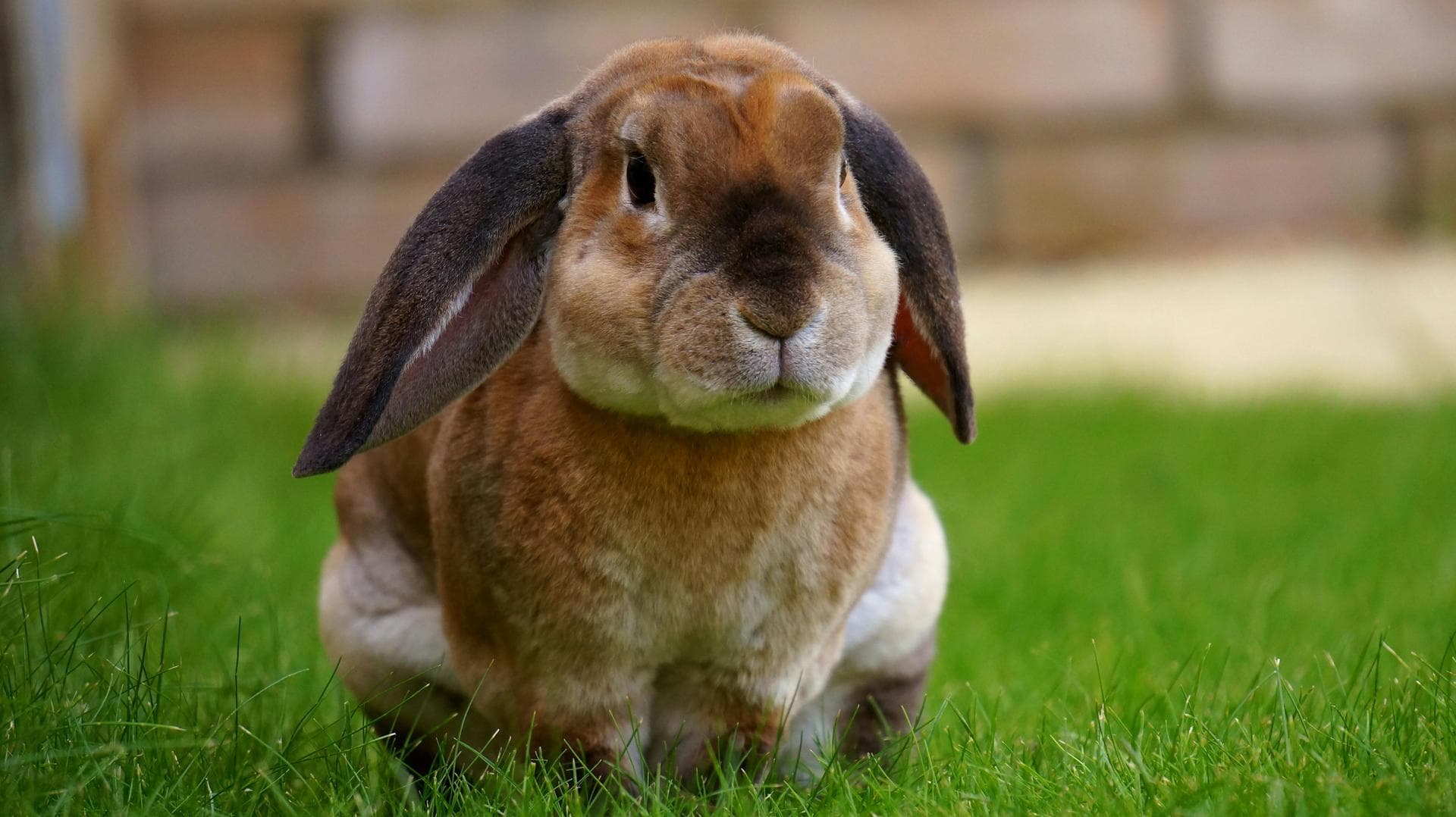 Long eared bunny on grass