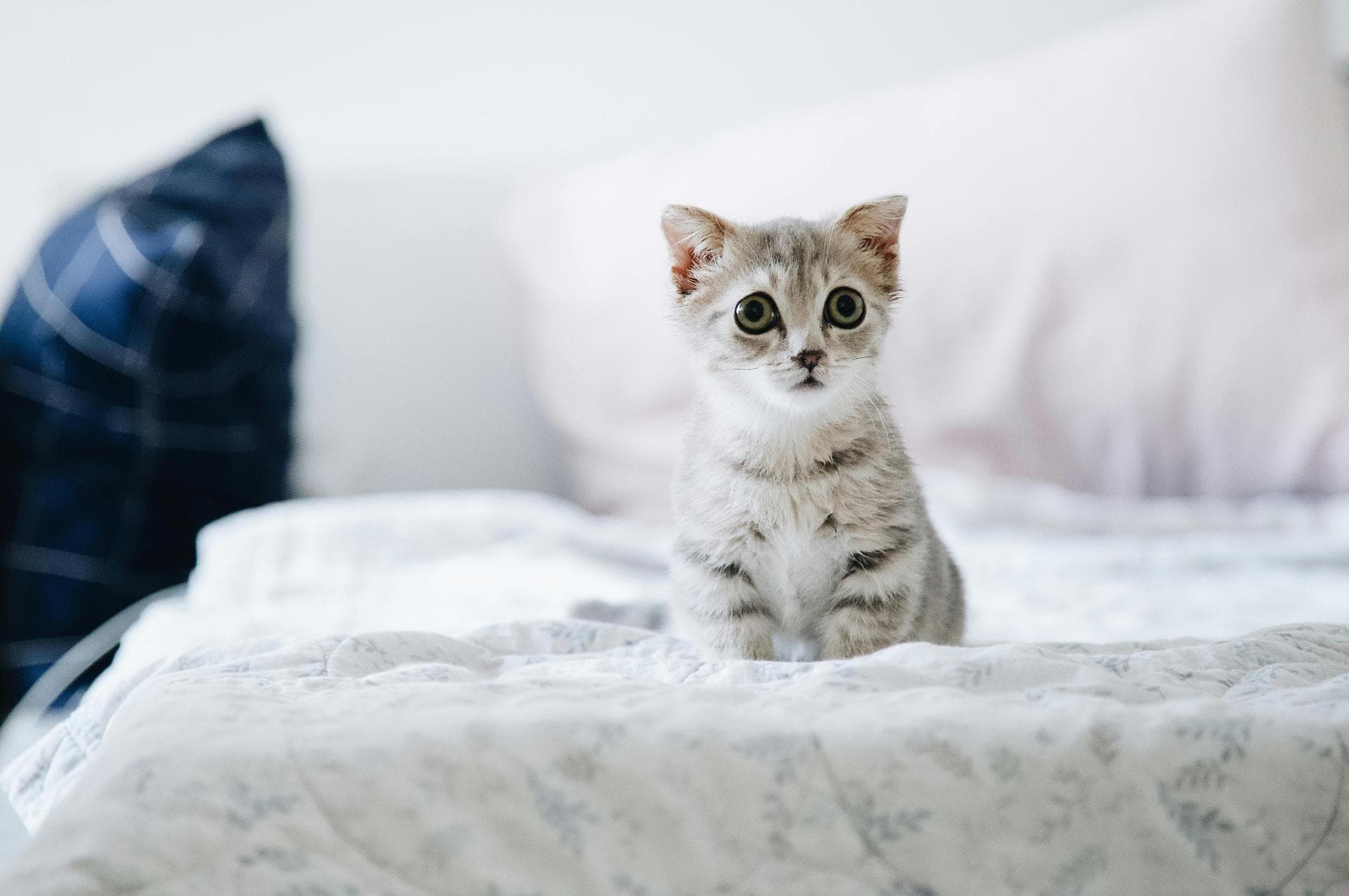 Dog & Cat Vets in Winston-Salem